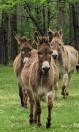 3 Donkeys - (Cullman)