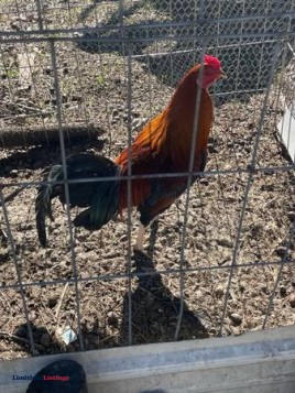 Gamefowl rooster - (Seven Springs)