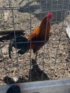 Gamefowl rooster - (Seven Springs)