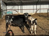 Longhorn Cow and Calf - (Iowa Park)