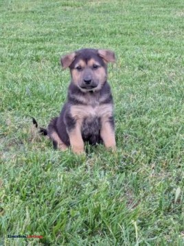 AKC German shepherd female (Woodburn KY)