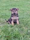 AKC German shepherd female (Woodburn KY)