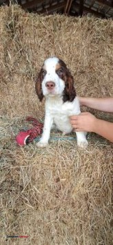 SPRINGER SPANIEL (Flemingsburg)