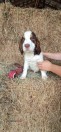 SPRINGER SPANIEL (Flemingsburg)