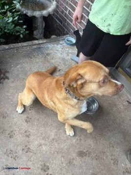 Lab pit mix (Earlsboro)