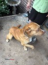 Lab pit mix (Earlsboro)