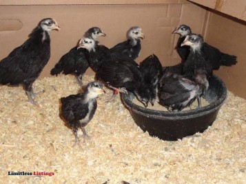 PULLETS!!!!!!!! Rare Breed - (Holton)