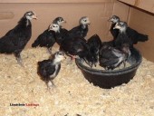 PULLETS!!!!!!!! Rare Breed - (Holton)