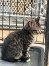 Kittens(READ DESCRIPTION) - (Alsip)