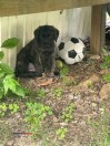 English mastiff (Riverton)