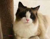 Bayside NY (( Ragdoll Cats )) - (Midtown East)