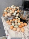 Fresh eggs - (Smoaks , SC)