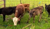 Heifers steers and bulls