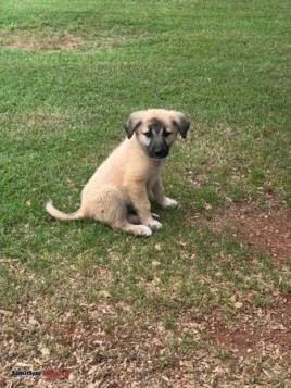 Great Pyrenees Anatolian Shepherd breed