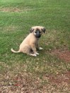 Great Pyrenees Anatolian Shepherd breed