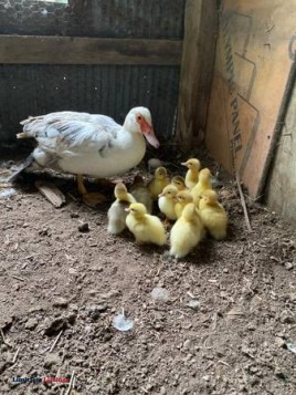 Muscovy ducklings