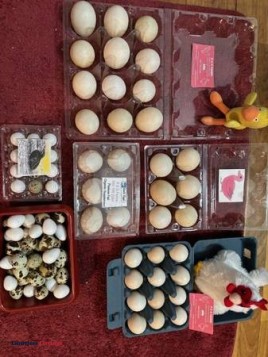 EGGS: DUCK, CHICKEN, QUAIL, PEACOCK - (FLOYD, VA)