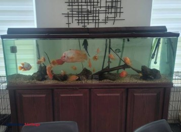 Fish tank aquarium - (richmond)