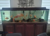 Fish tank aquarium - (richmond)