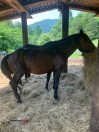 Five year old stallion - (roseland)