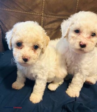 Maltipoo puppies - (Dallas)