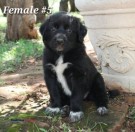 PUPPIES! Golden/Pyrenees/Anatolian Shepherd (Merkel)