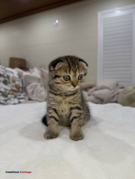 kitten cat Scottish fold (Garden Grove)