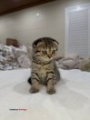 kitten cat Scottish fold (Garden Grove)