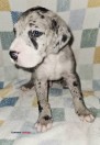 Great danes 