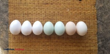 Organic Eggs - (Black)