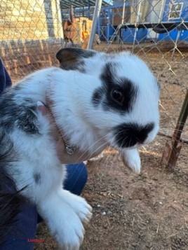 Tamuk baby rabbits - (Abilene)