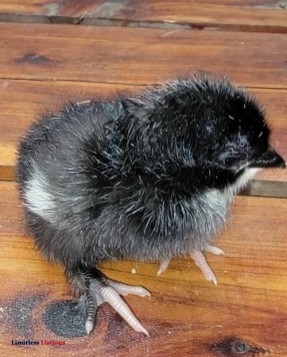 Maran cross chicks - (Franklin, KY)