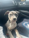 Bully 13 weeks old - (Chicago Heights)