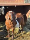 Bred Goat Does - (Adel)