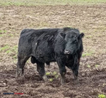 Black Angus Bulls - (Philadelphia)