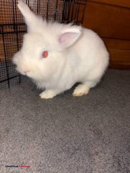 lion head bunny to good home - (Lufkin)