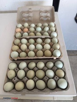 Farm Fresh Eggs