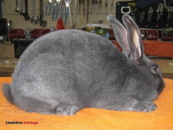 New Zealand Rabbits (Poplar Grove, IL)