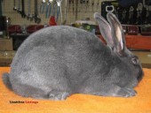 New Zealand Rabbits (Poplar Grove, IL)