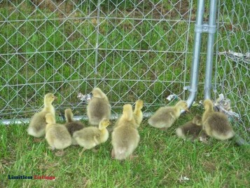 Pilgrim geese for sale. - (Huntsville, MO)