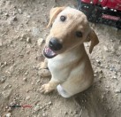 Female golden retriever/ lab - (New Caney)