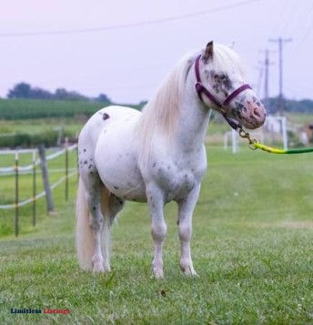 Ponies! - (Curdsville)